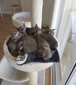 Maries Kittens